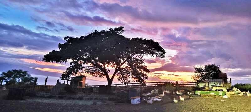 Photo of the Day: Ducks at dusk